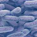 Support Healthy Digestion With Streptococcus Thermophilus Probiotics &mdash; Enquire For Details