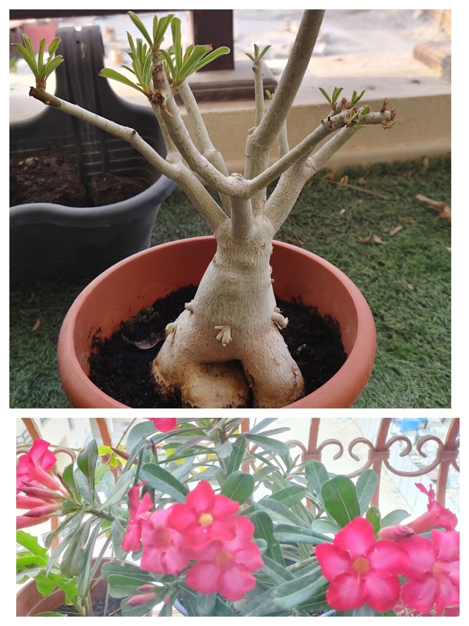 Manama, Farm & Garden, BHD 6,  Mature Adenium ( Desert Rose) With Beautiful Thick Caudex.