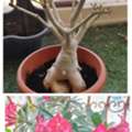 BHD 6,  Mature Adenium ( Desert Rose) With Beautiful Thick Caudex.
