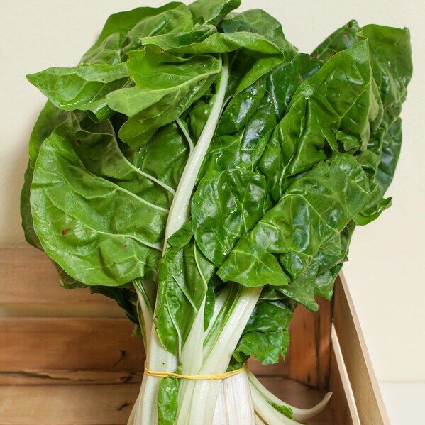 New York, Business, Giant Swiss Chard | Giant Fordhook Swiss Chard Guide