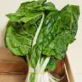 Giant Swiss Chard | Giant Fordhook Swiss Chard Guide