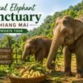 Ethical Elephant Sanctuary Chiang Mai Private Tour