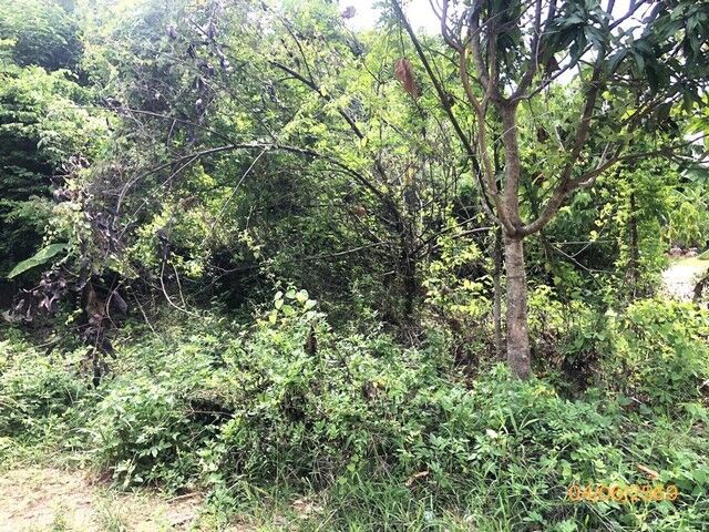 Bangkok, Real Estate For Sale, THB 13975000,  6 BR,  1519 Sq. Feet,  Land For Sale Surat Thani Koh Samui District, Soi Entering The DHEVATRA COVE Hotel.