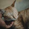 Oxford Veterinary Clinic | Vet Clinic & Animal Hospital In Oxford, MS