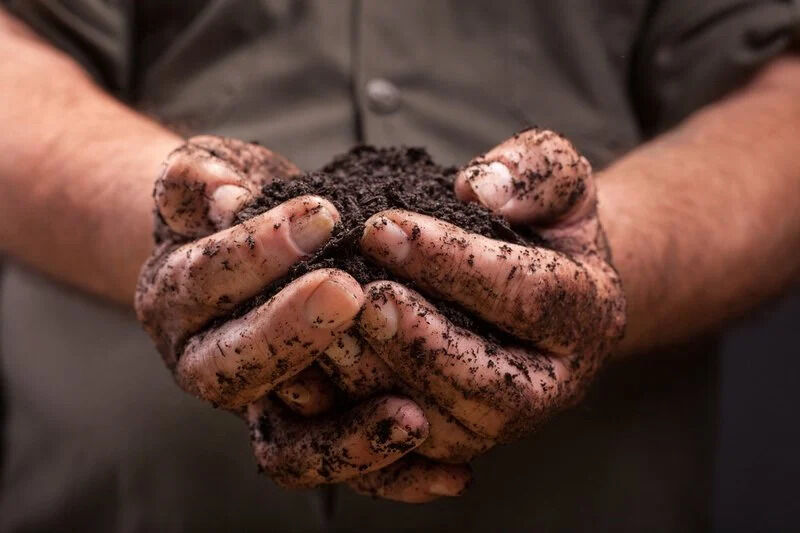 Kolkata, Help, From Landfill To Living Soil: Understanding How Organic Waste Really Decomposes