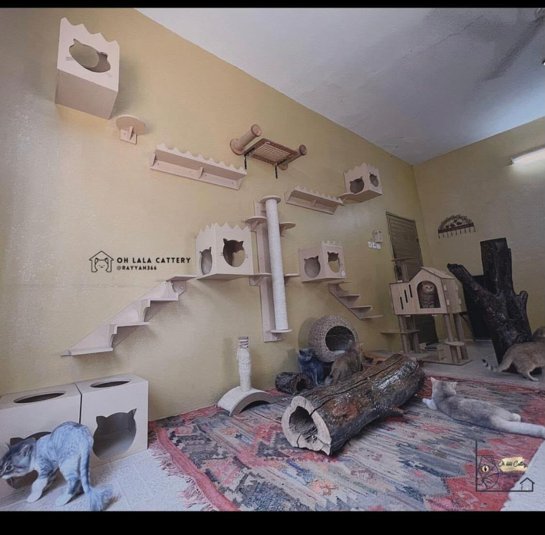 Riyadh, Pet Sitting, Home Day Care For Cats In Riyadh