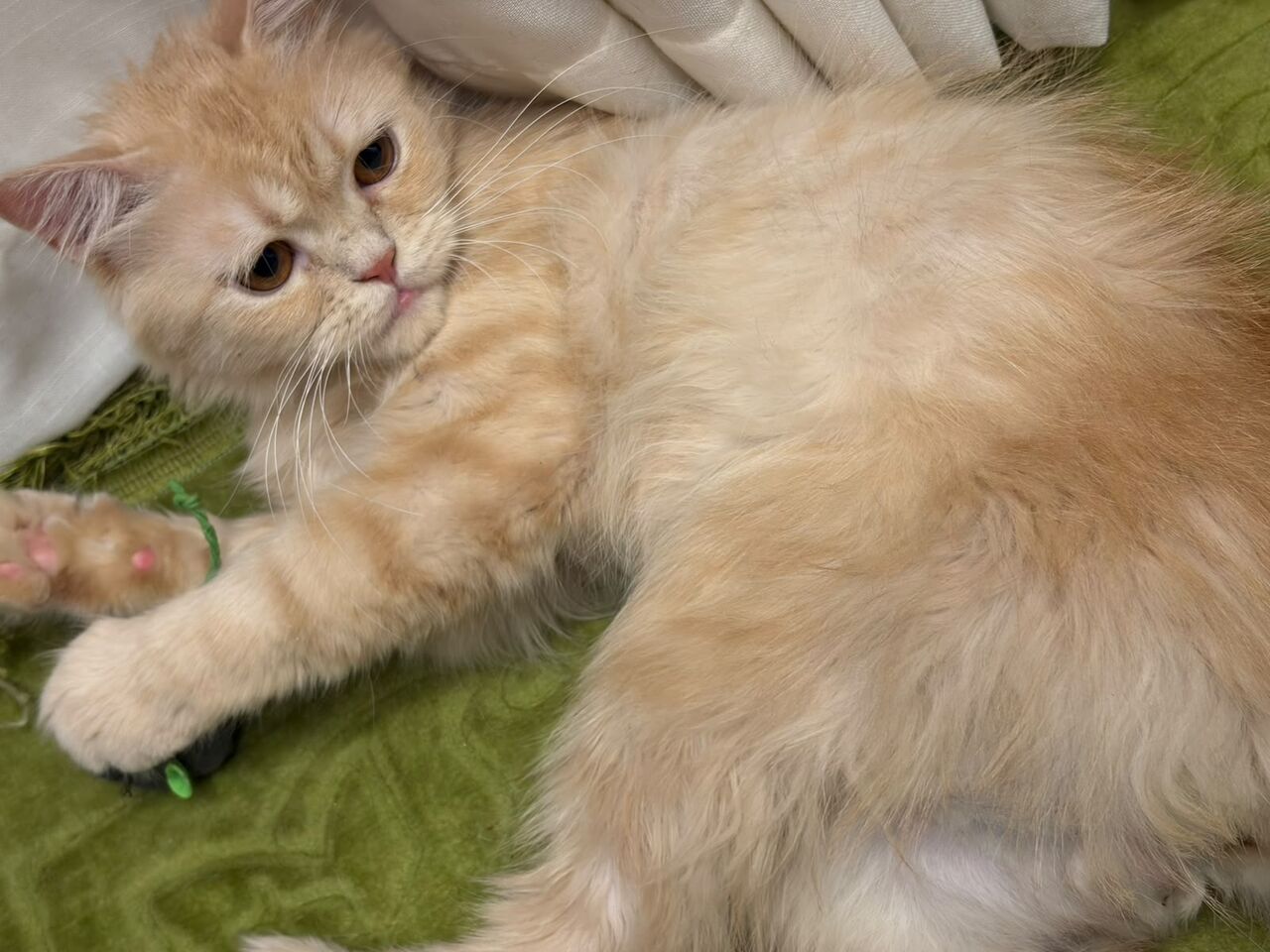 Riyadh, Pet Supplies, Male Cat Up For Free Adoption