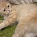 Male Cat Up For Free Adoption