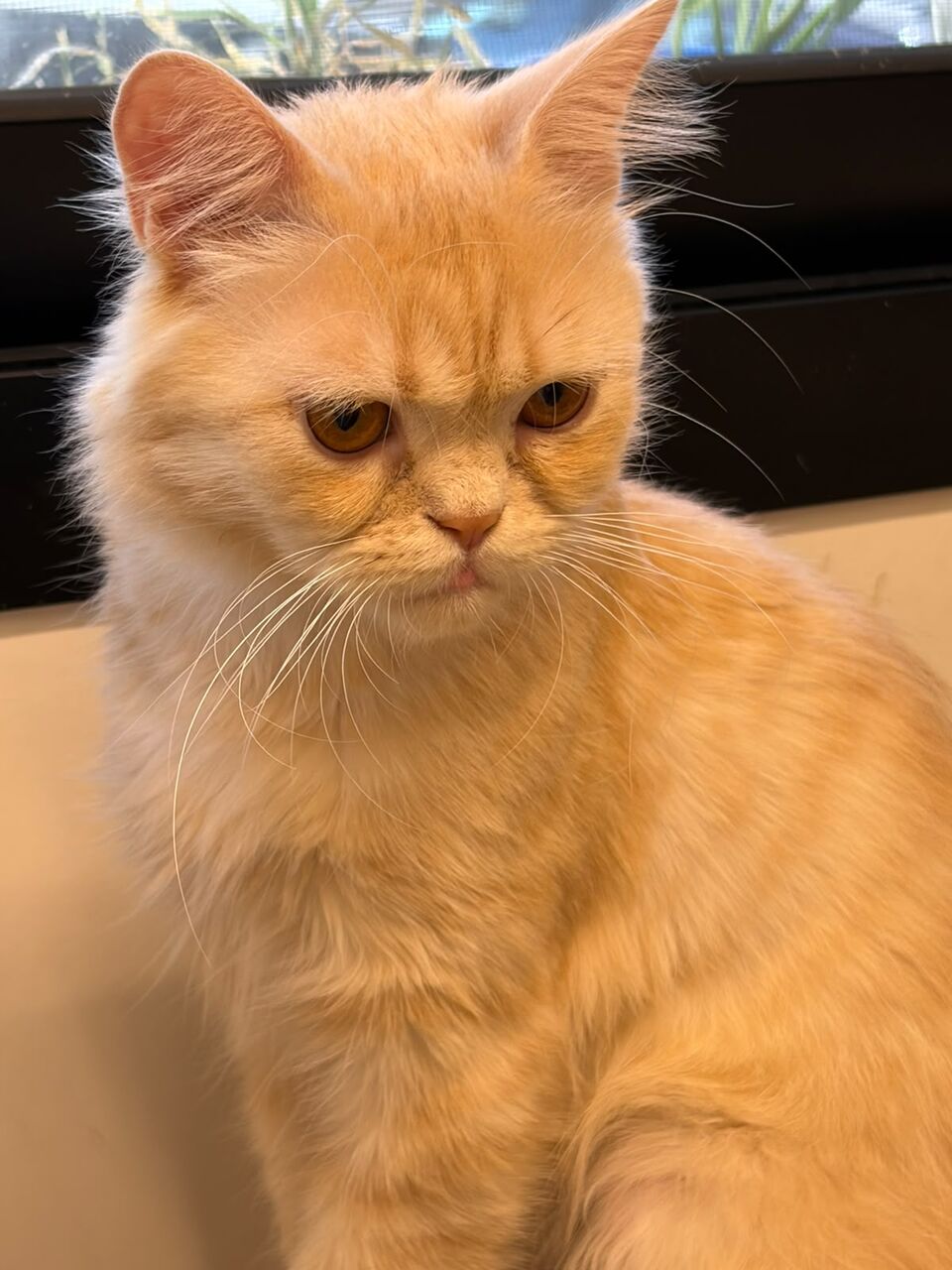 Riyadh, Pet Supplies, Male Cat Up For Free Adoption
