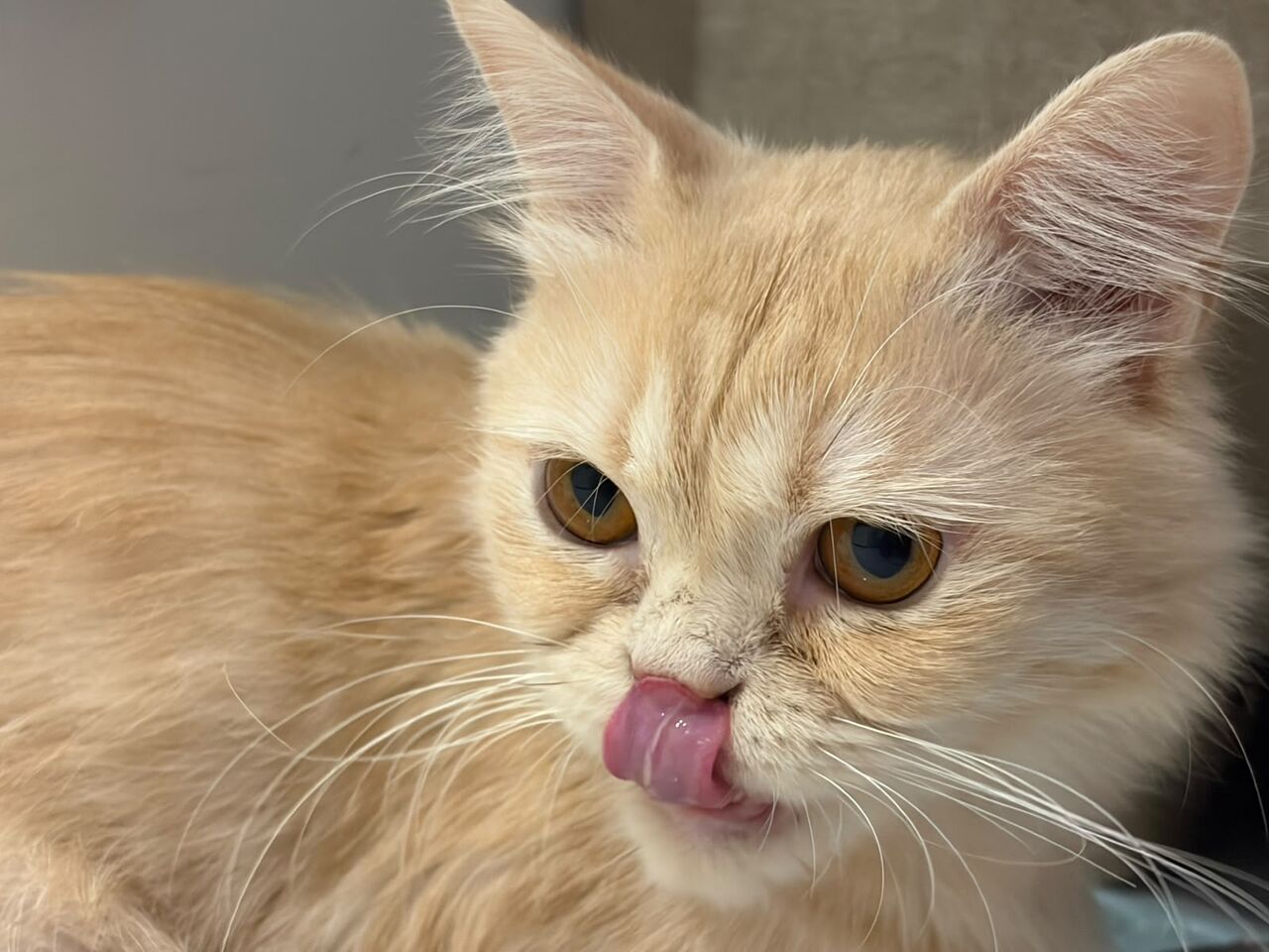 Riyadh, Pet Supplies, Male Cat Up For Free Adoption