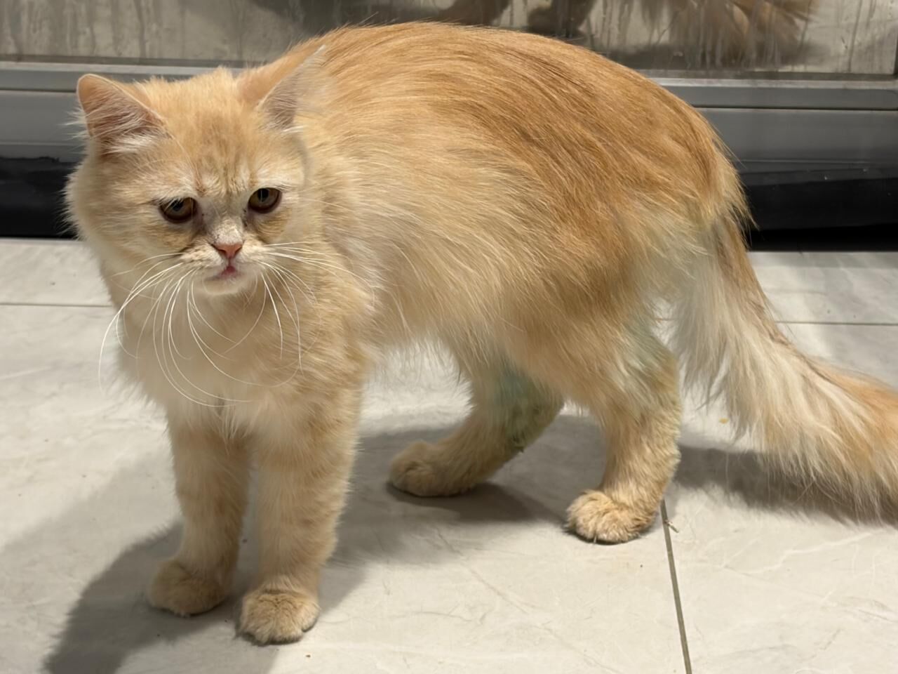 Riyadh, Pet Supplies, Male Cat Up For Free Adoption