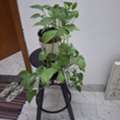 Furnished,  2 BR,  Room For Rent