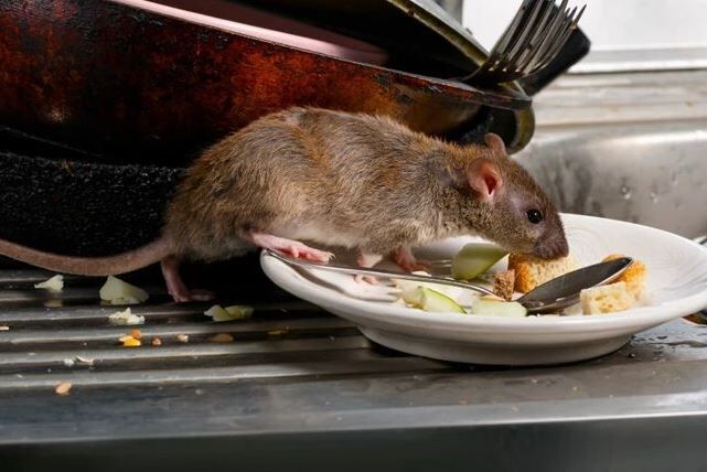 Islamabad, Pest Control, Rat Control Service
