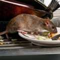 Rat Control Service