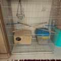 SAR 120,  Birds Cage Big Size