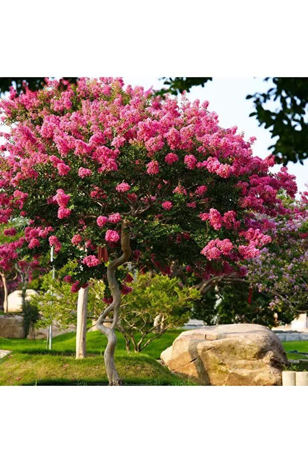 Jeddah, Farm/Garden, Gardner