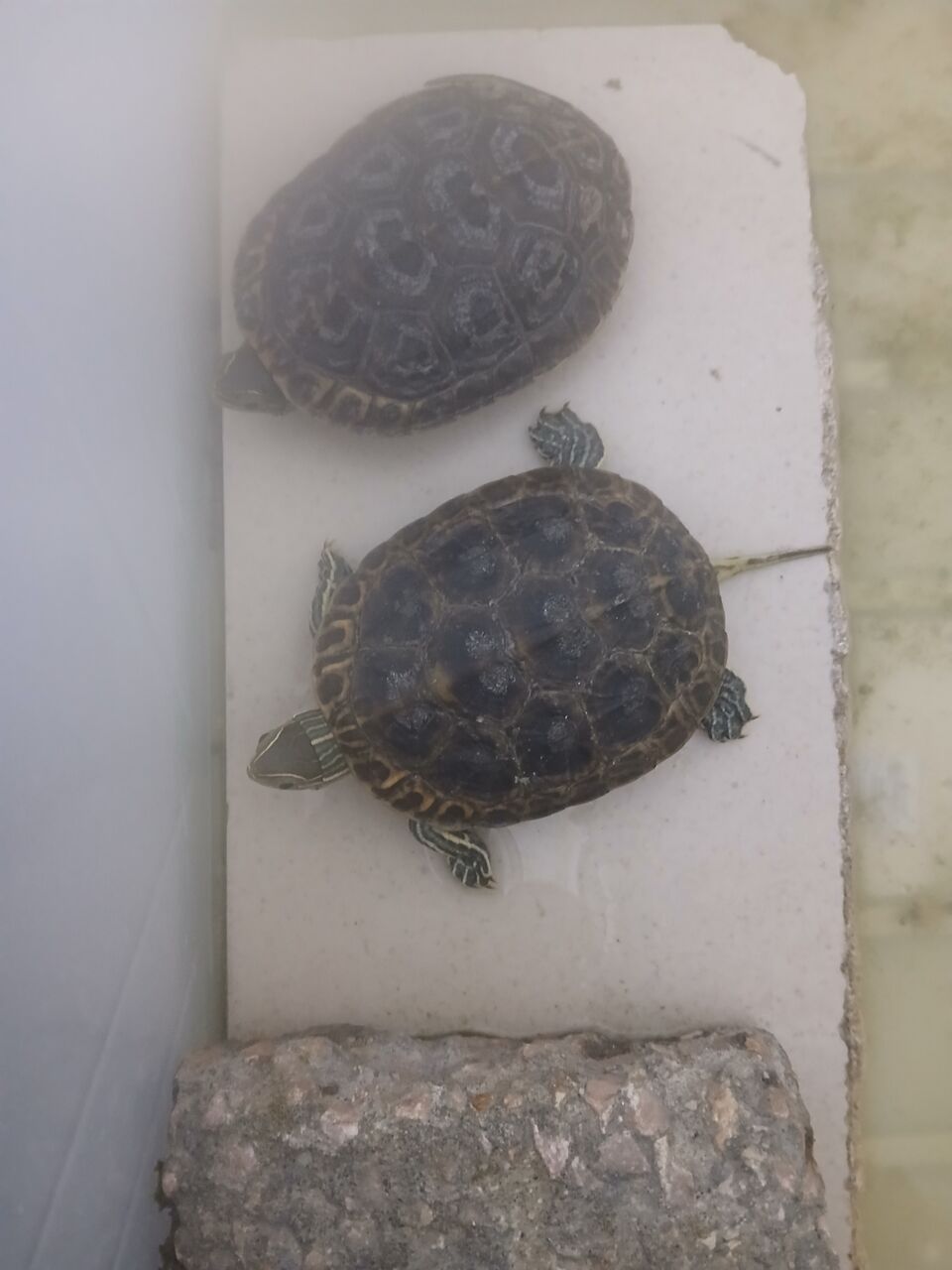 Khobar, Farm & Garden, SAR 110,  A Pair Of Turtle For Sale. The Basket And Food Will Also Be Given At Additional Cost