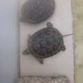SAR 110,  A Pair Of Turtle For Sale. The Basket And Food Will Also Be Given At Additional Cost