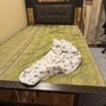 BHD 15,  Bed For Sale In Mint Condition -15 Bd