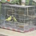 SAR 200,  Pets - Pair Of Buggies For Sale