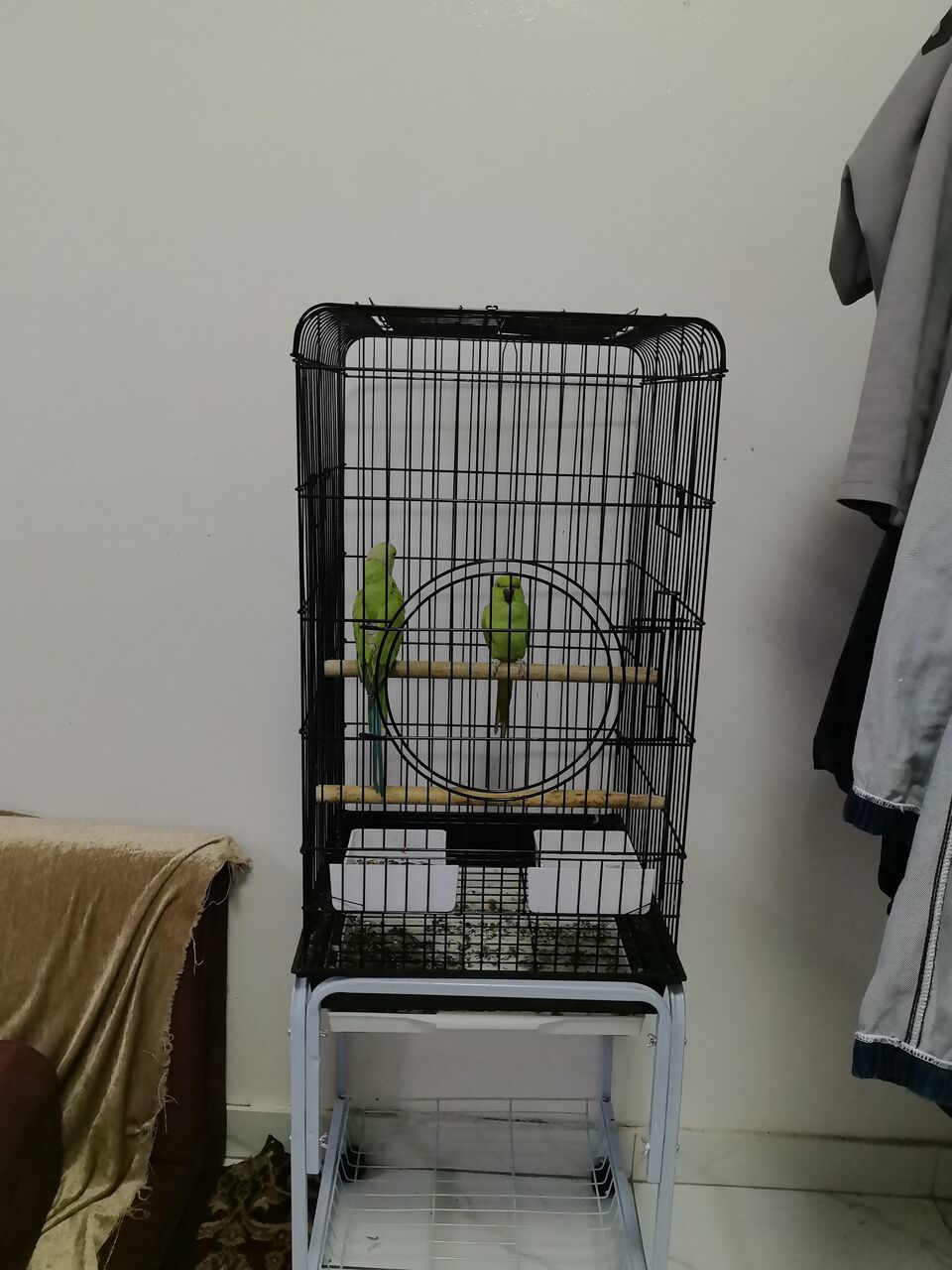Riyadh, Pet Supplies, SAR 1500,  زوج من الببغاوات مع القفص بسعر 1500 فقط، للعم