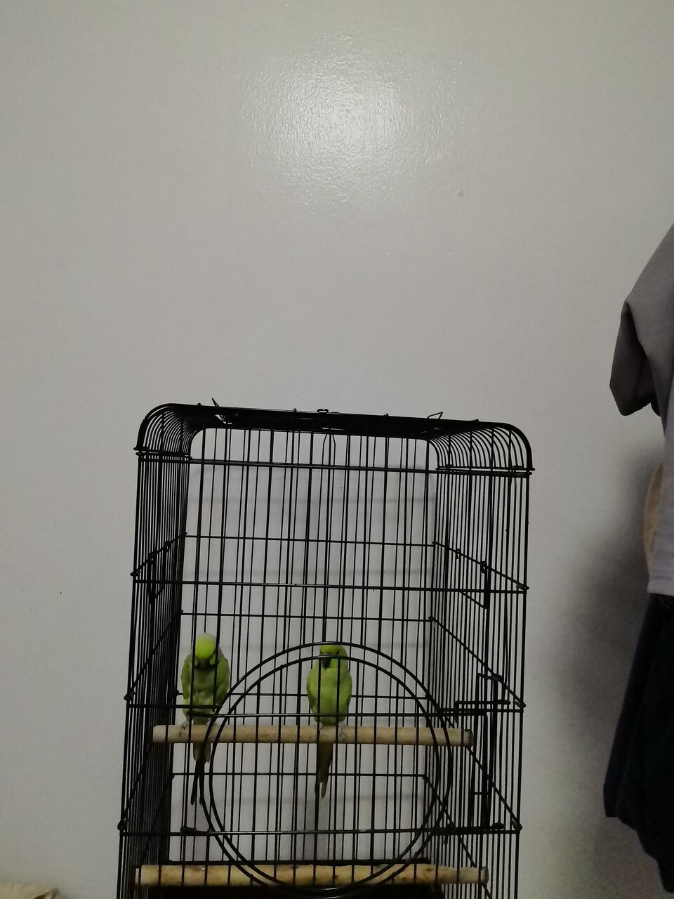 Riyadh, Pet Supplies, SAR 1500,  زوج من الببغاوات مع القفص بسعر 1500 فقط، للعم