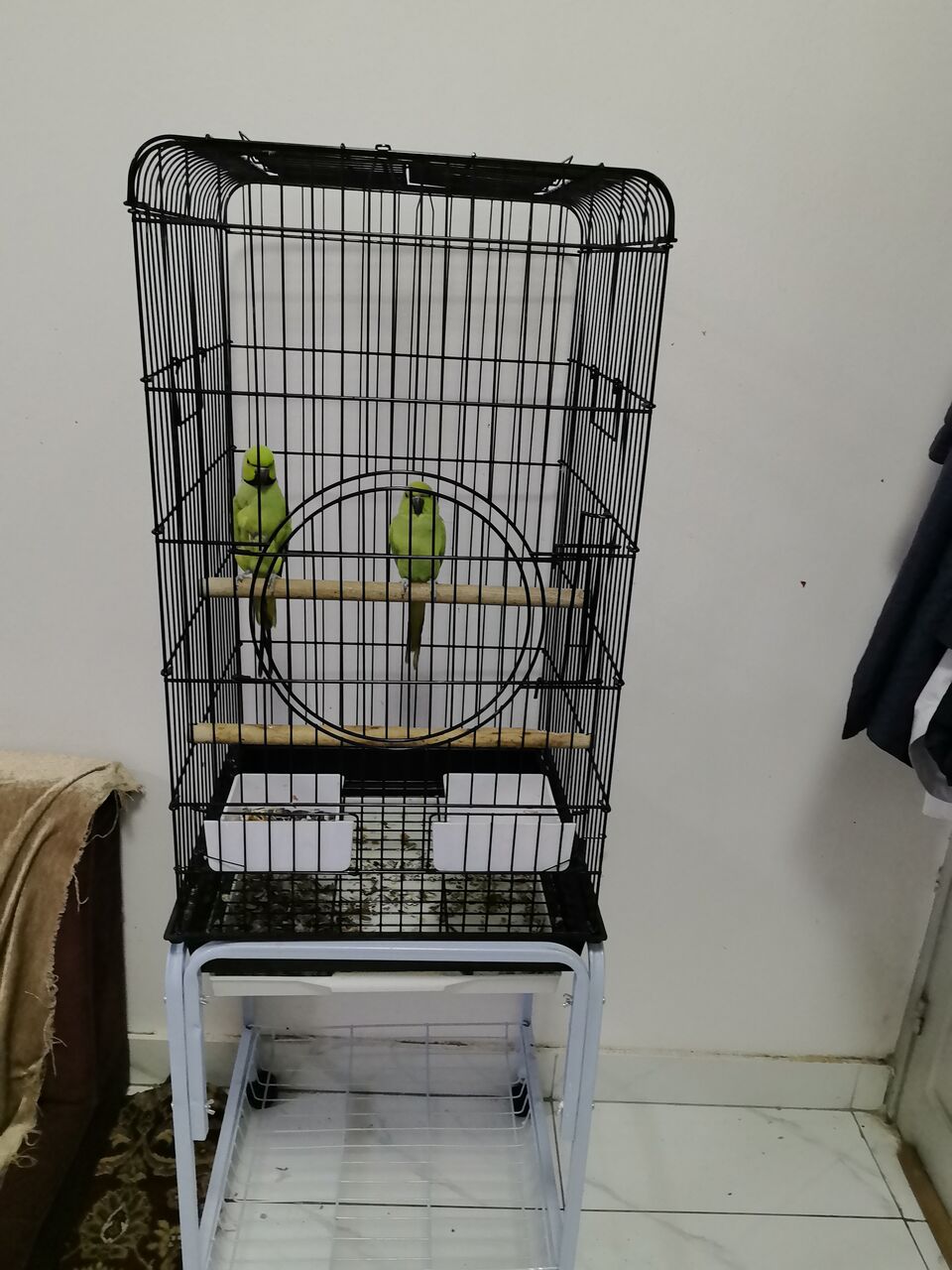 Riyadh, Pet Supplies, SAR 1500,  زوج من الببغاوات مع القفص بسعر 1500 فقط، للعم