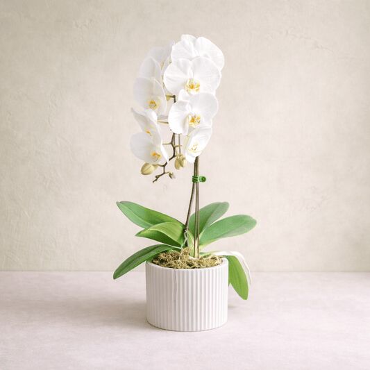 Toronto, Florist, Westdale Florist