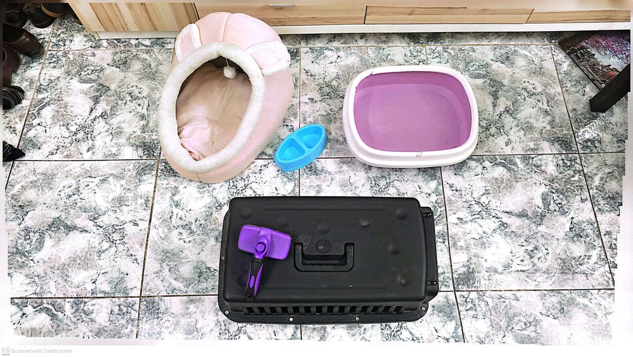 Riyadh, Pet Supplies, SAR 99,  Cat Accessories For Sale