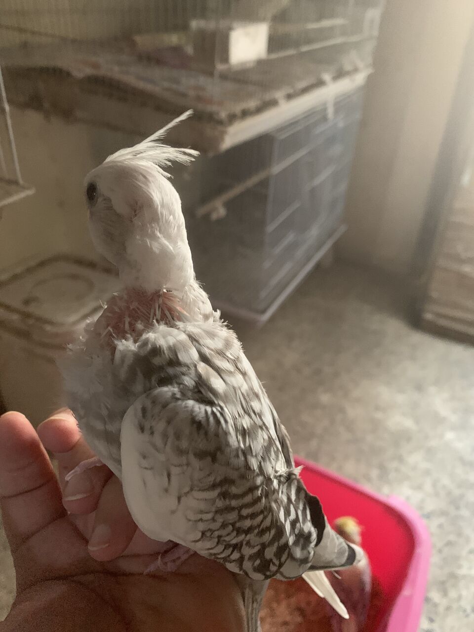 Dammam, Pet Supplies, SAR 200,  Cocktail Chicks For Sale