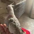 SAR 200,  Cocktail Chicks For Sale