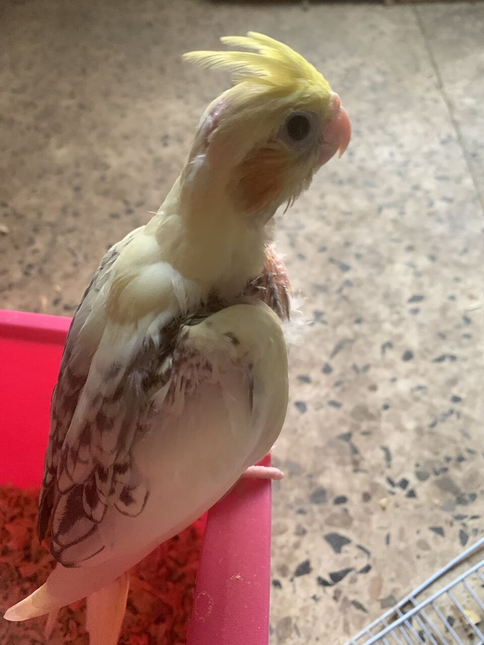 Dammam, Pet Supplies, SAR 200,  Cocktail Chicks For Sale