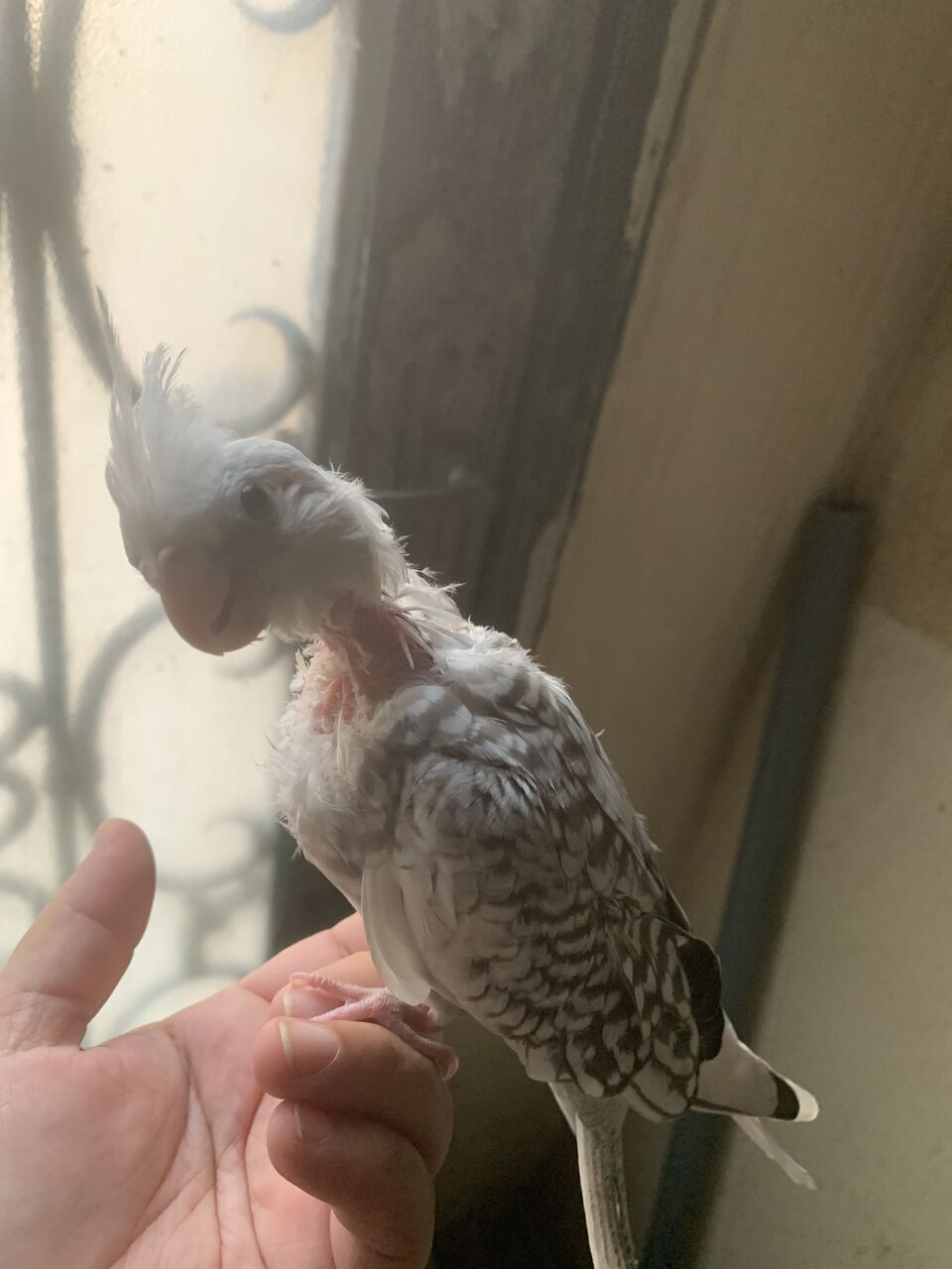 Dammam, Pet Supplies, SAR 200,  Cocktail Chicks For Sale