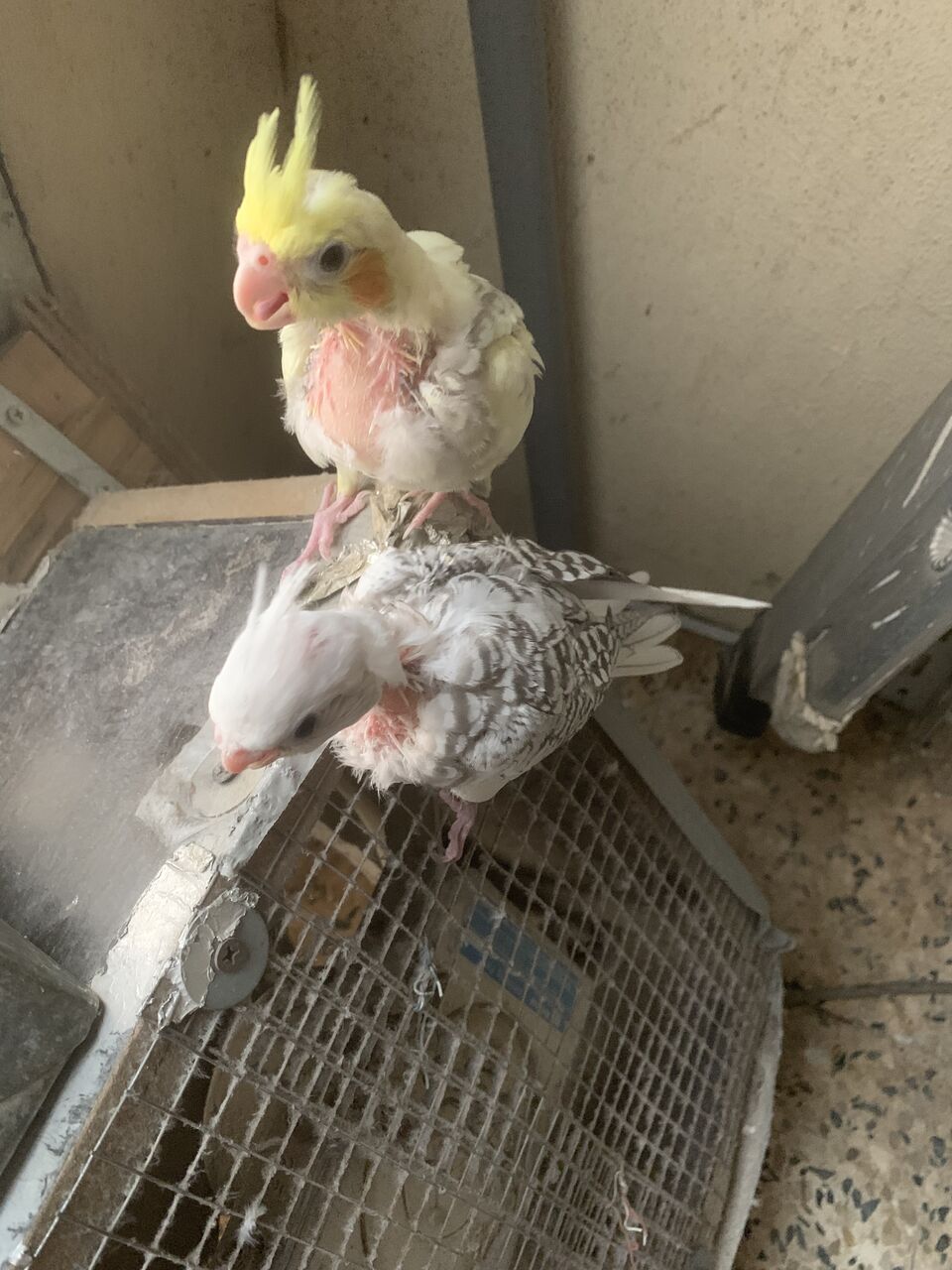 Dammam, Pet Supplies, SAR 200,  Cocktail Chicks For Sale