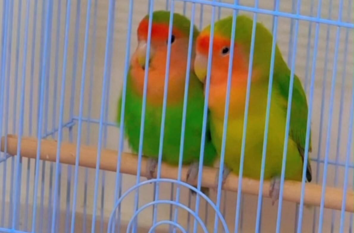 Manama, Pet Supplies, BHD 15,  LOVE BIRDS PAIR FOR SALE WITH CAGE