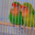 BHD 15,  LOVE BIRDS PAIR FOR SALE WITH CAGE