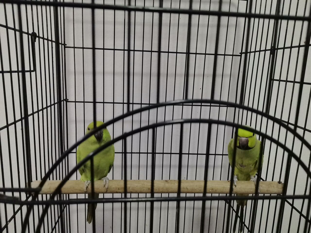 Riyadh, Pet Supplies, SAR 1500,  Selling Pair Of Parrots  With Cage