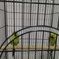 SAR 1500,  Selling Pair Of Parrots  With Cage