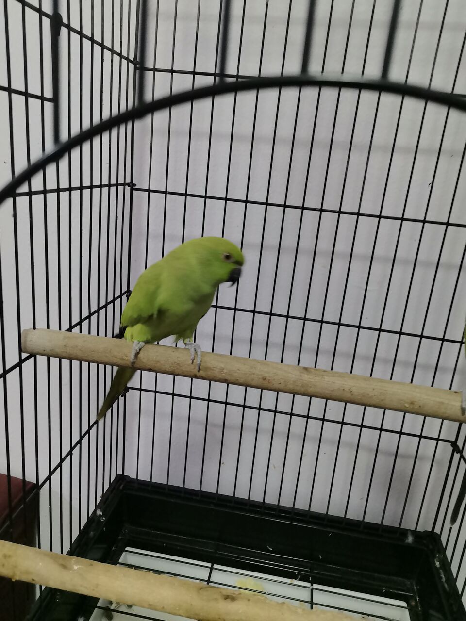 Riyadh, Pet Supplies, SAR 1500,  Selling Pair Of Parrots  With Cage