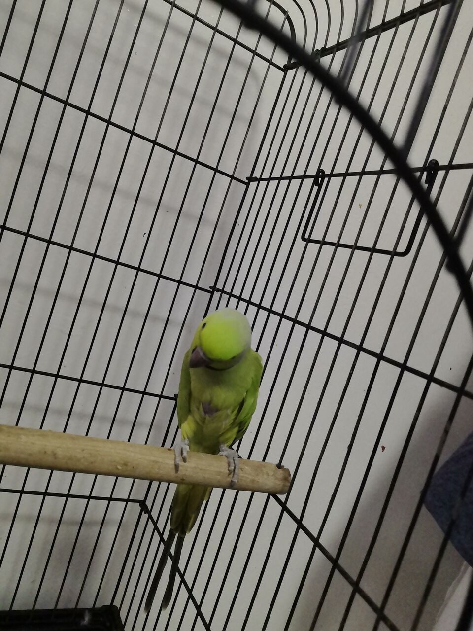 Riyadh, Pet Supplies, SAR 1500,  Selling Pair Of Parrots  With Cage