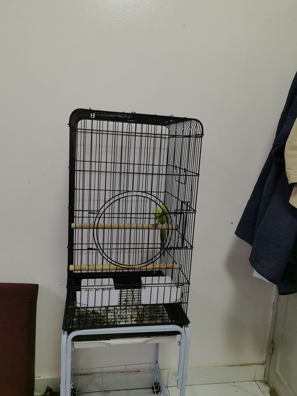 Riyadh, Pet Supplies, SAR 1500,  Selling Pair Of Parrots  With Cage