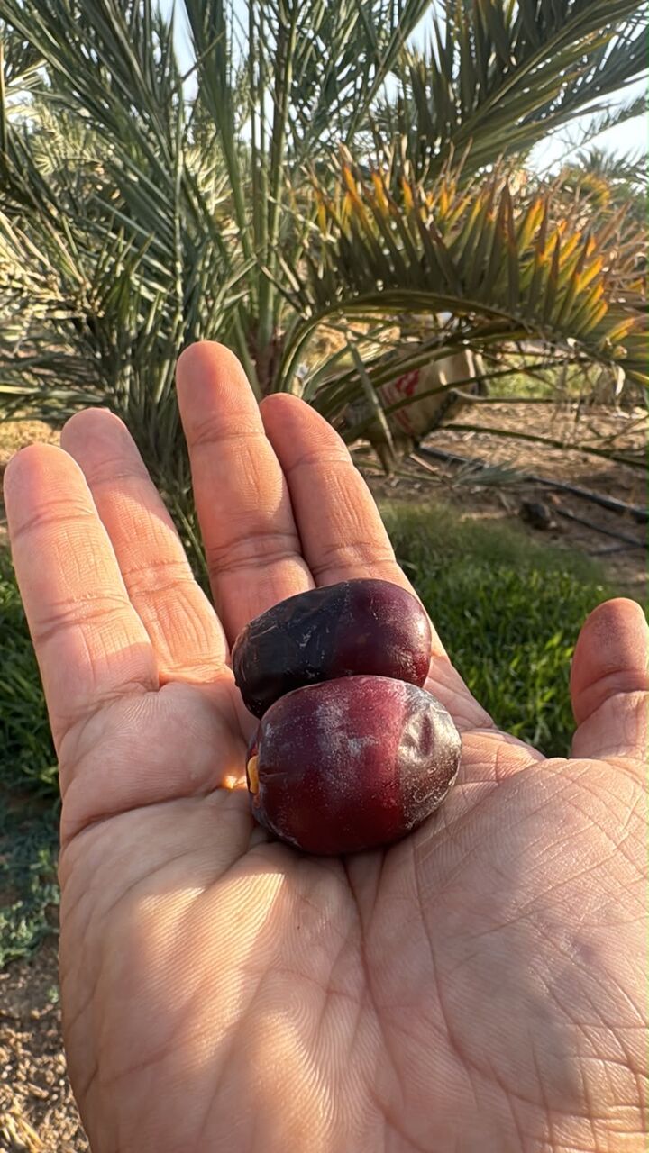 Riyadh, Farm & Garden, SAR 1,  Dates Directly From Our Farms For Sale