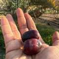 SAR 1,  Dates Directly From Our Farms For Sale