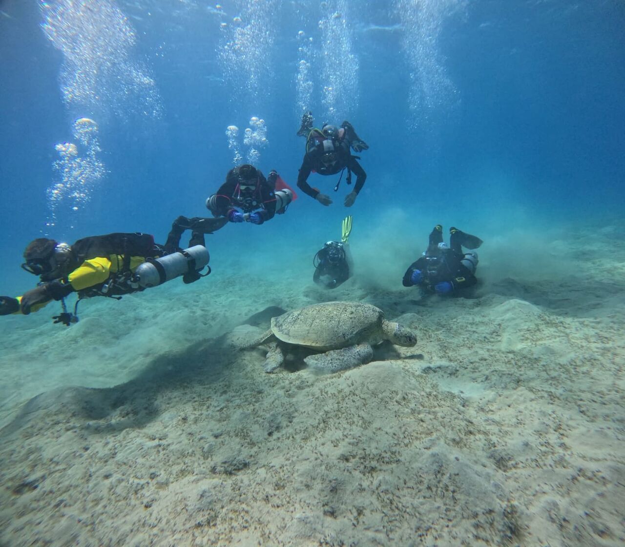 Cairo, Business, Hurghada Blue Shark Divers
