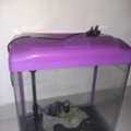 SAR 200,  Big Fish Tank