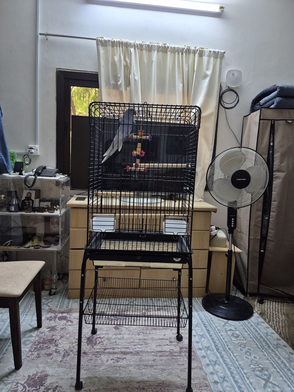Riyadh, Pet Supplies, SAR 800,  Blue Ring Neck