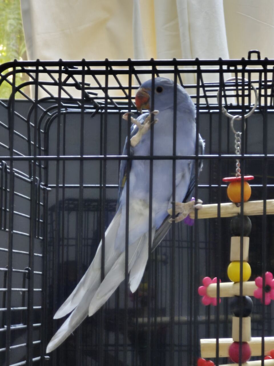 Riyadh, Pet Supplies, SAR 800,  Blue Ring Neck