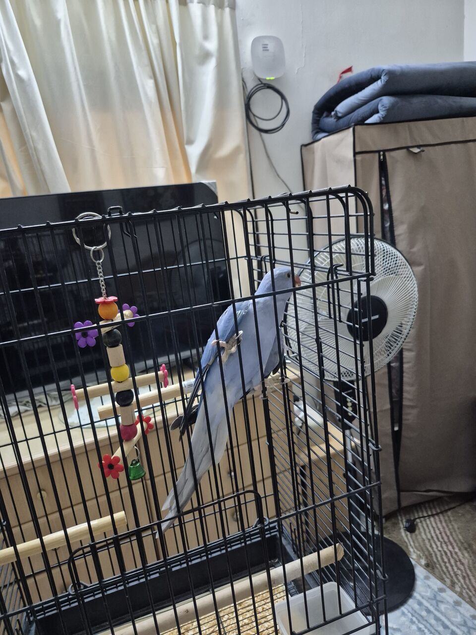 Riyadh, Pet Supplies, SAR 800,  Blue Ring Neck