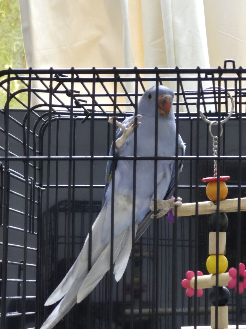 Riyadh, Pet Supplies, SAR 800,  Blue Ring Neck