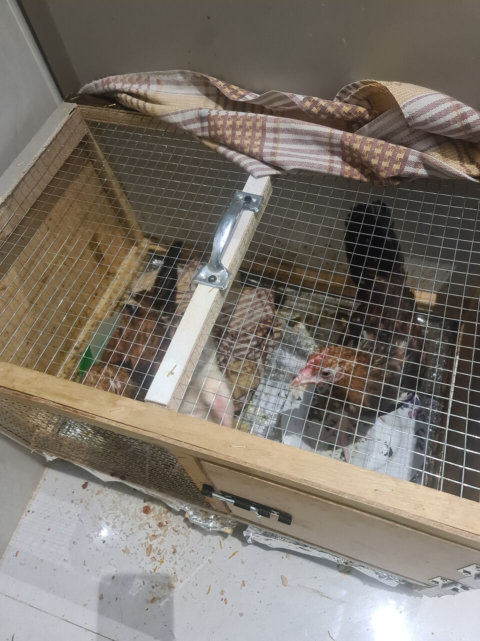 Riyadh, Pet Adoption, Chickens For Free